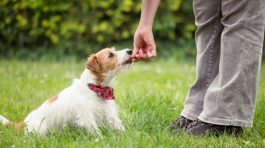 jack russell terrier having treats