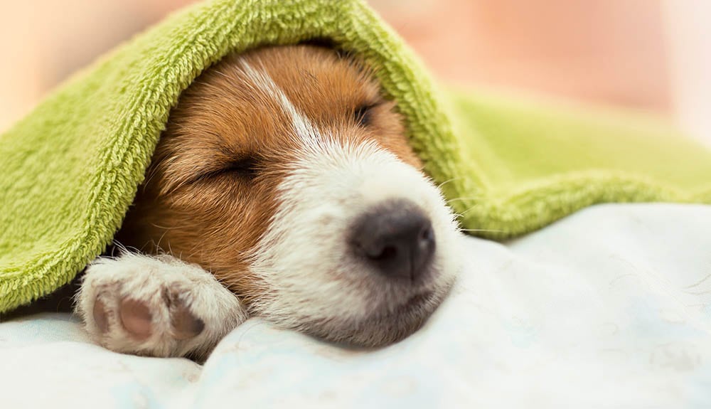 Jack Russell terrier puppy with towel on its head