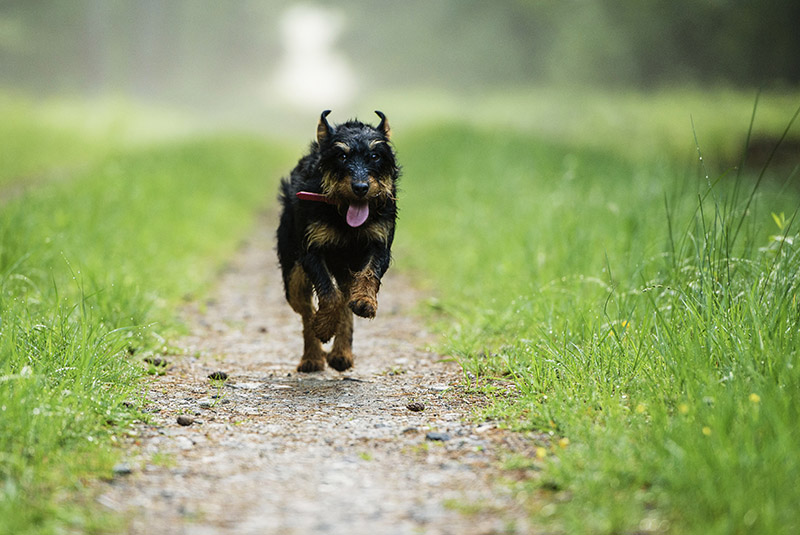 Jagdterrier dog running