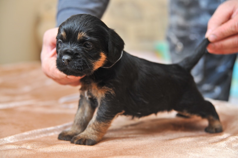 jagdterrier puppy in males hand