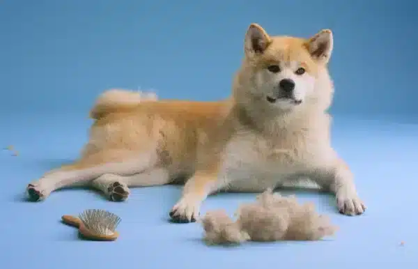 japanese akita inu puppy dog posing with brush and excess fur or hair shed