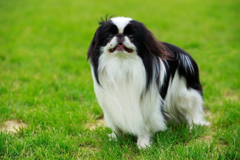 Japanese Chin in the grass