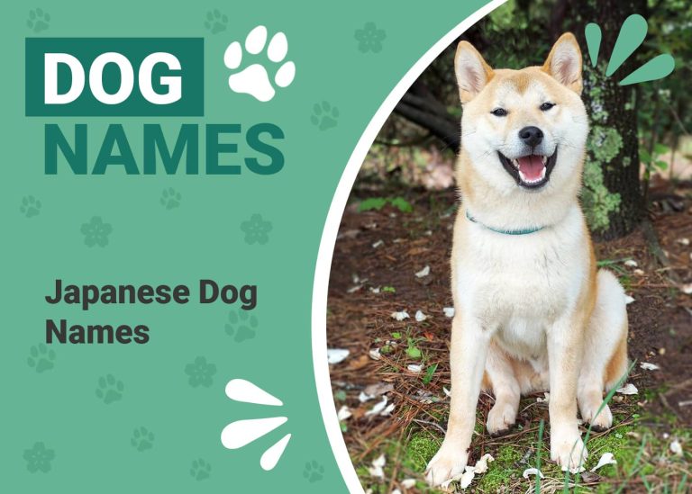150+ Japanese Dog Names With Meanings Traditional & Unique Ideas Dogster
