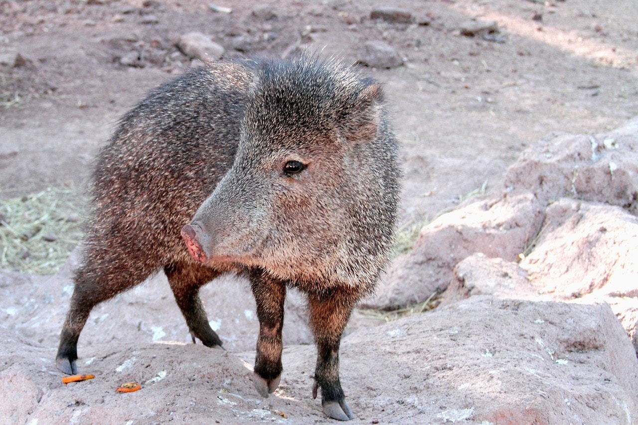 javelina