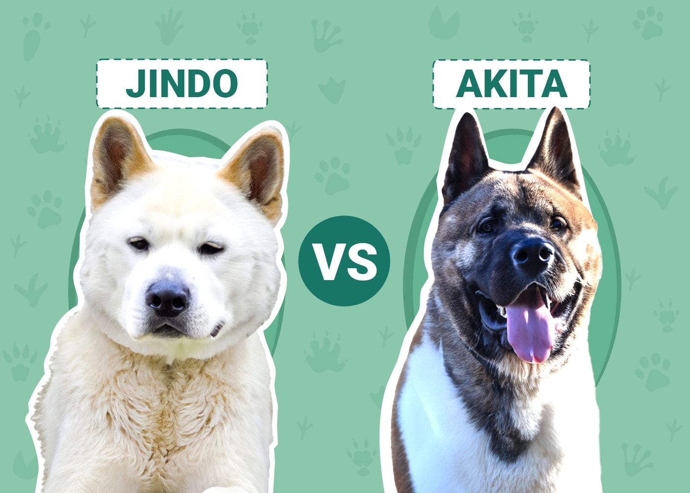 Jindo vs Akita