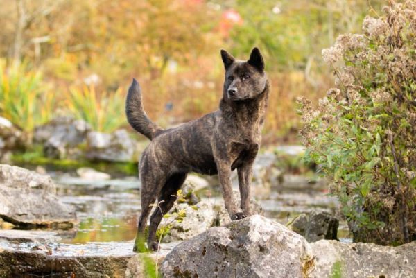 kai ken dog on a rock