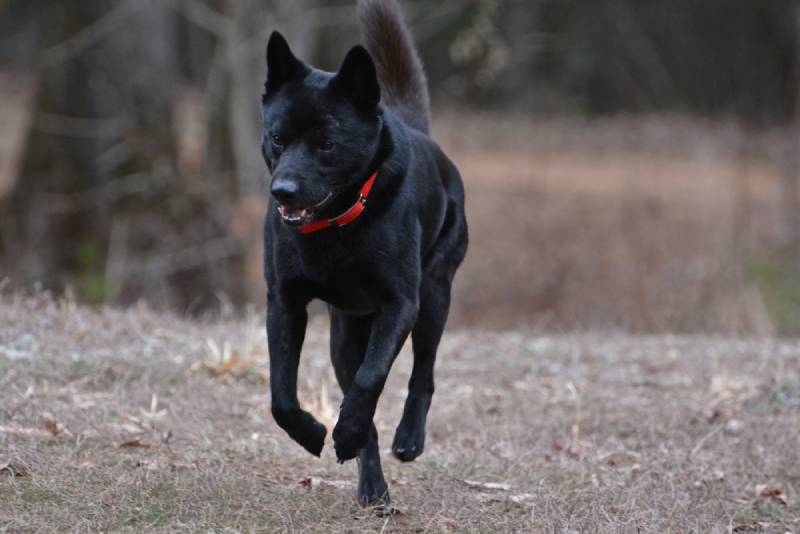 kai ken dog running outdoors