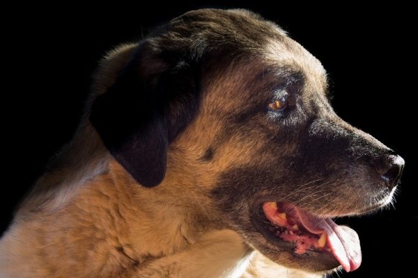 kangal dog face close up