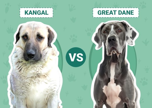 Kangal vs Great Dane