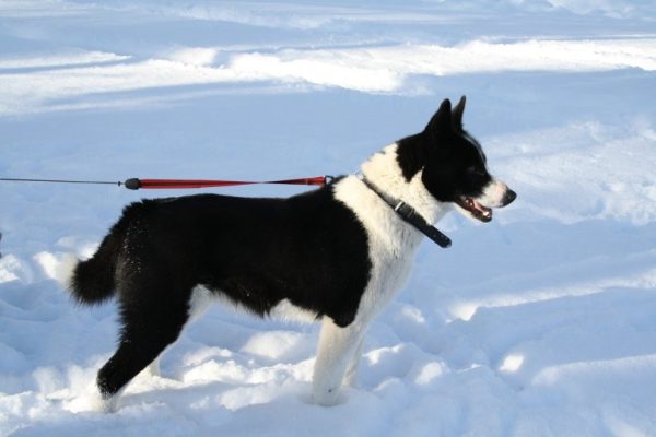 Karelian Bear dog