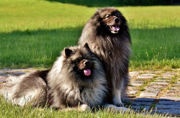 keeshond dogs