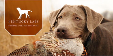 kentucky labs logo