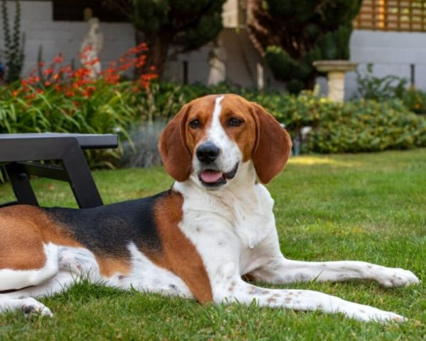 kerry beagle lying on the grass