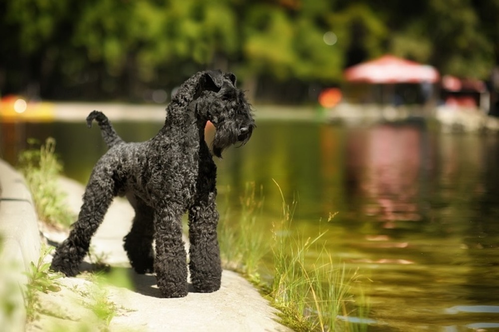 kerry-blue-terrier