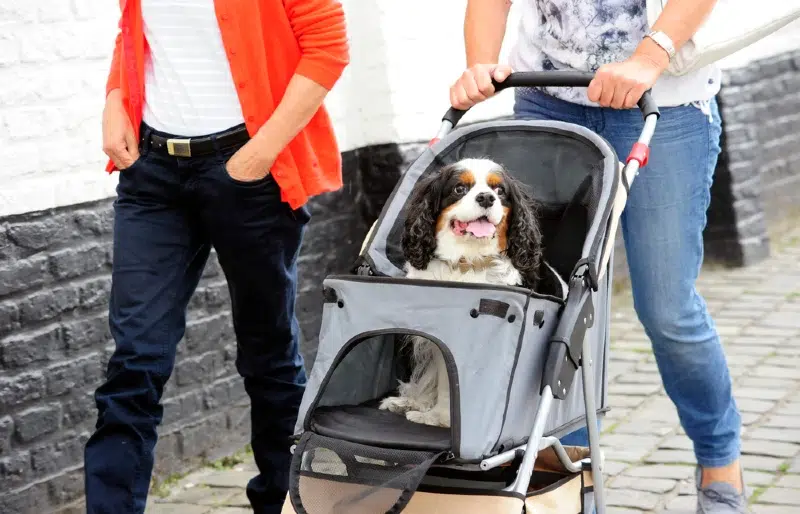 king charles spaniel in a pet stroller
