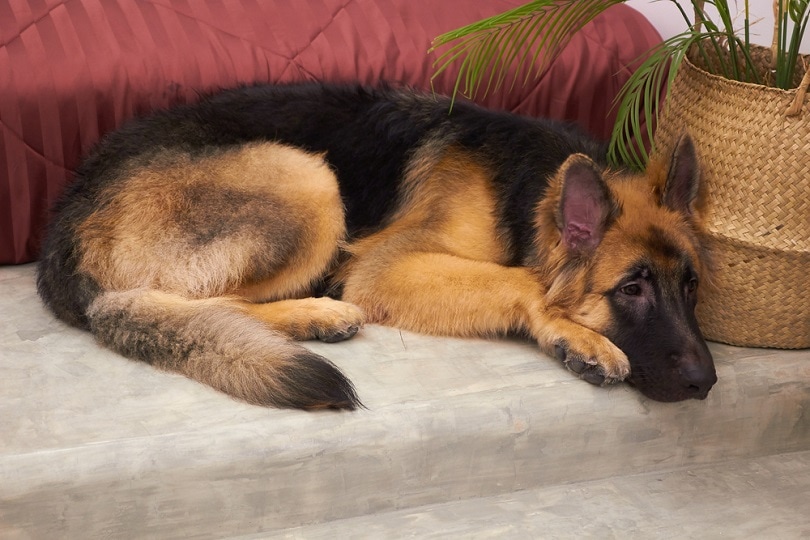 king german shepherd puppy sleep near bed