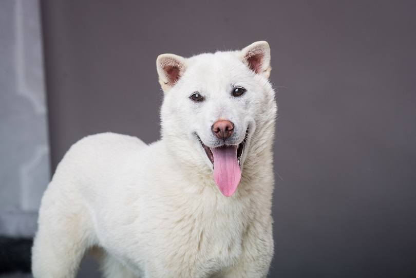 kisha-inu_Moica_an_shutterstock