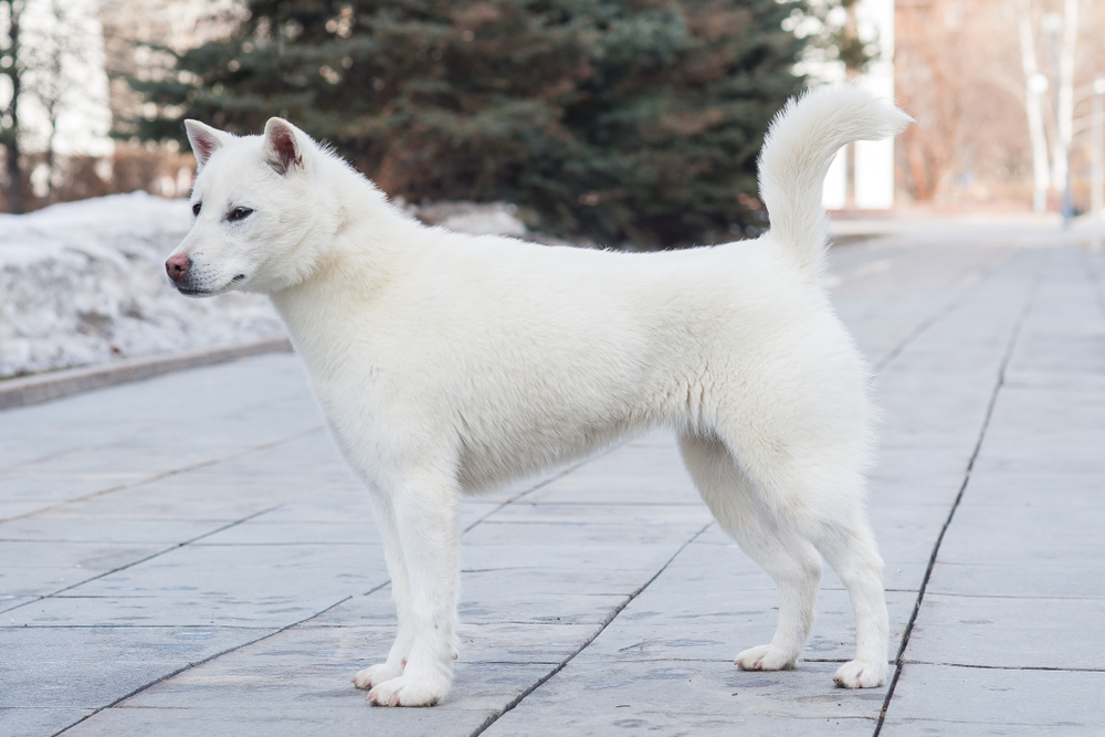 kishu inu japanese dog standing outdoors