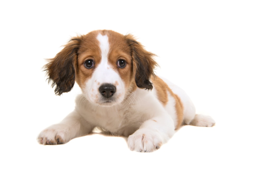 kooikerhondje puppy lying down
