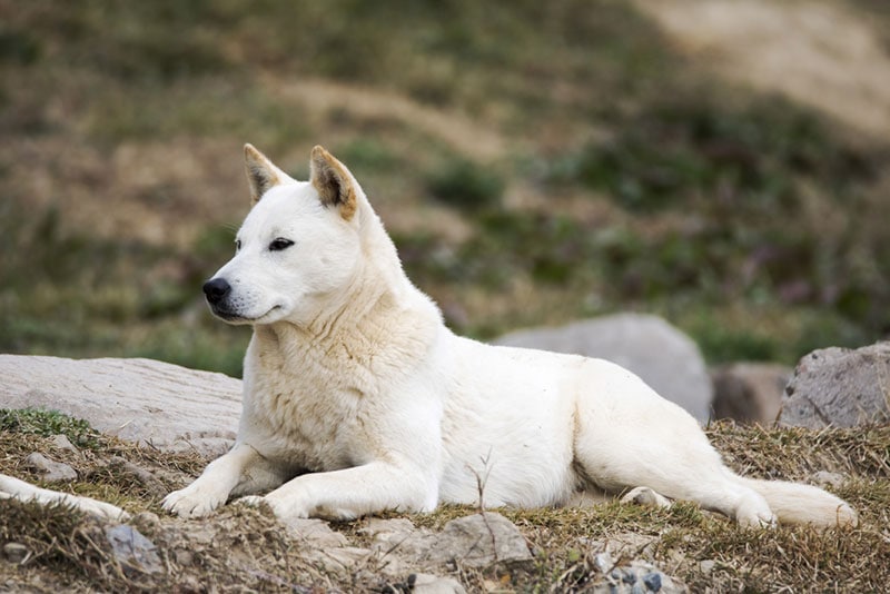 korean jindo dog lying on a hill