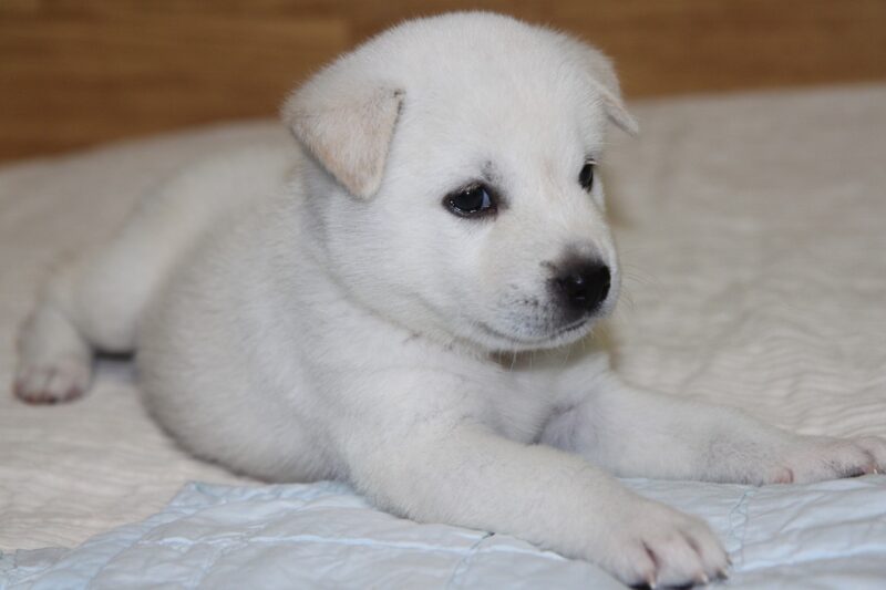 Korean Jindo puppy dog