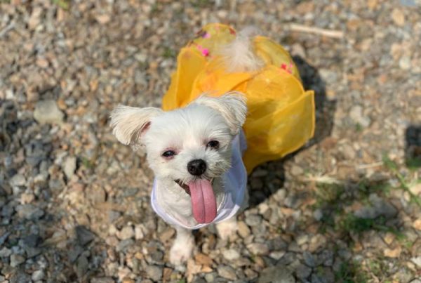 korean maltese wearing a hanbok