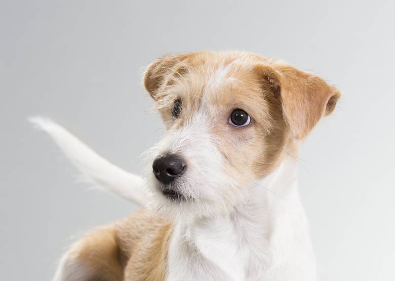 kromfohrlander dog looking at the side