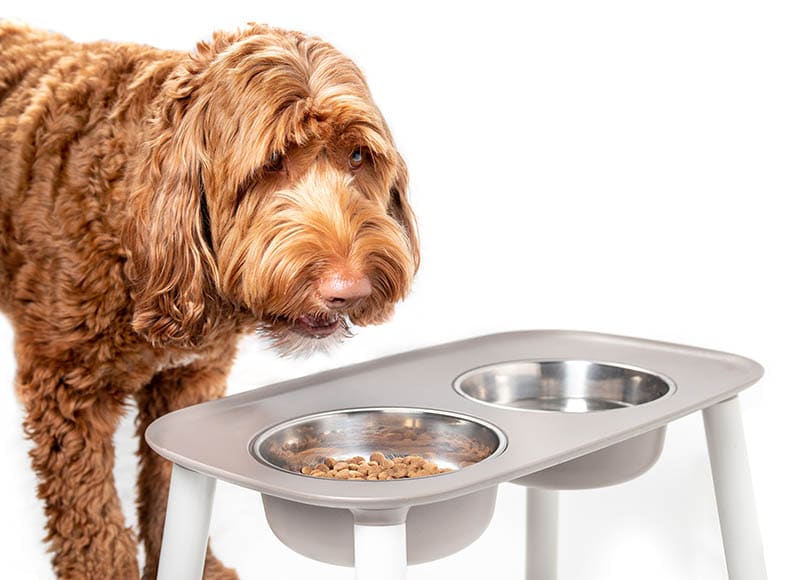 Labradoodle eating on elevated dog feeder