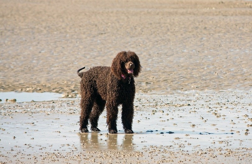 labradoodle
