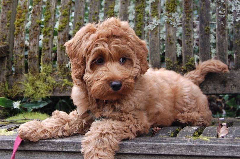 labradoodle lying on bench
