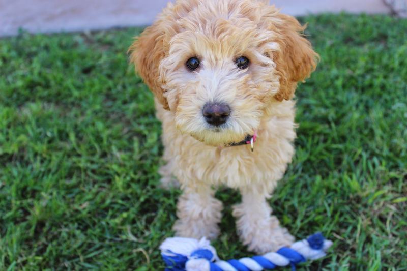labradoodle puppy