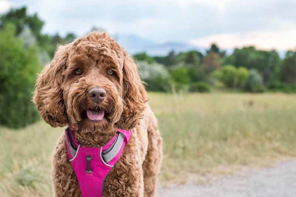 labradoodle smiling with her tongue out