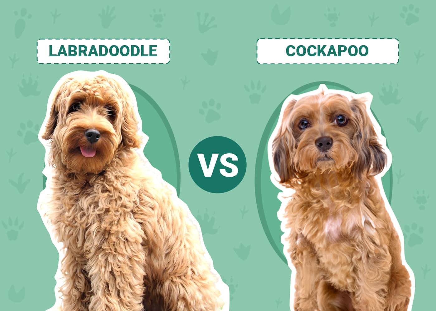 Labradoodle vs Cockapoo