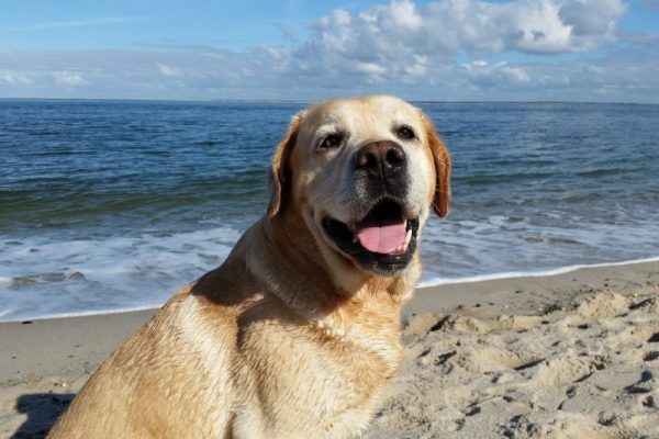 labrador-dog-at-the-beach