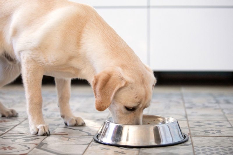 labrador dog eating from a metal bowl