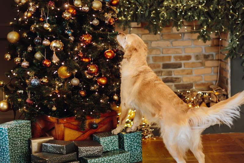 labrador dog looks in surprise at a decorated Christmas tree and waits for a miracle