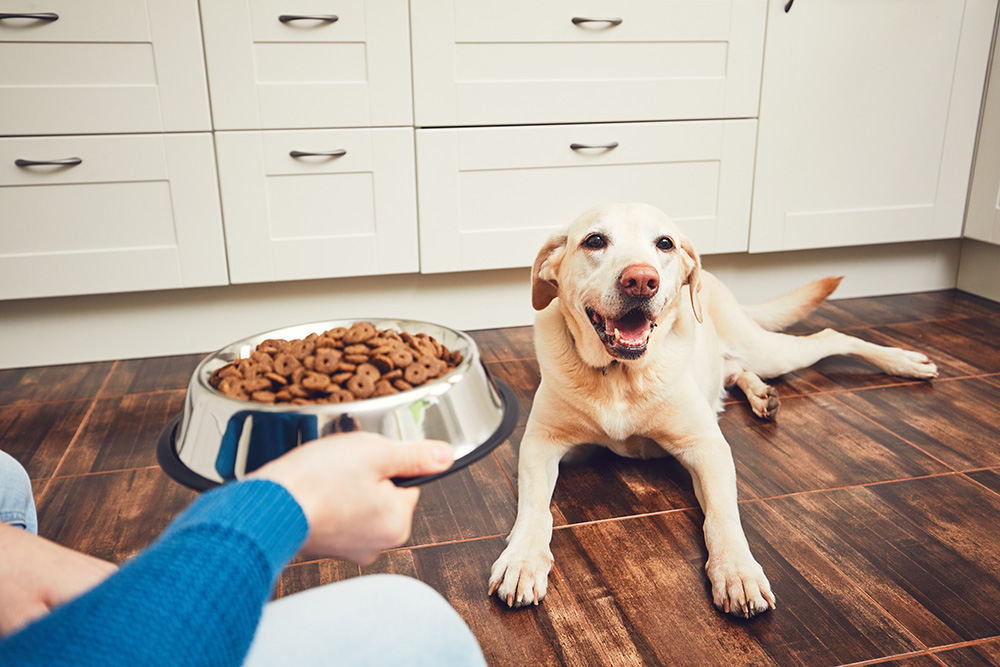 Labrador dog waiting for the owner to give food