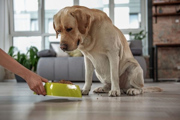 labrador dog watching its food at home