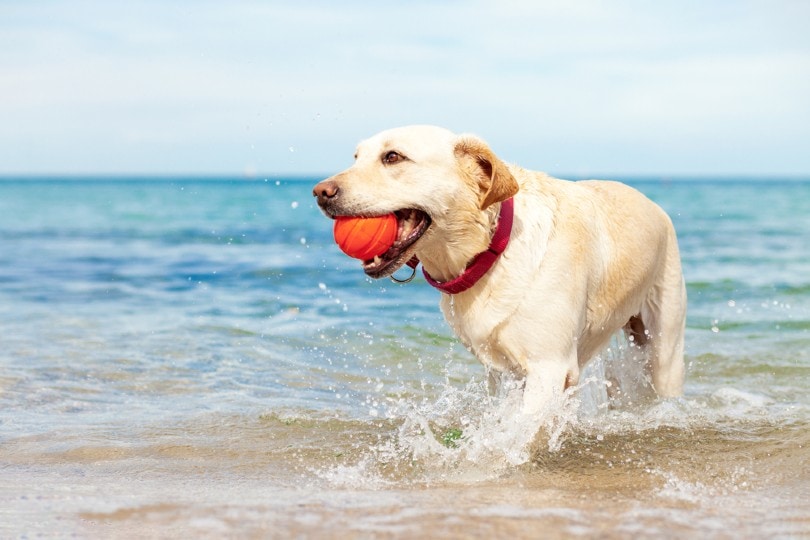 labrador playing in water