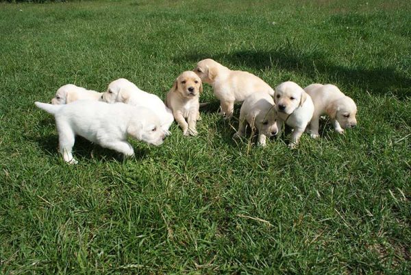 labrador puppies playing on grass