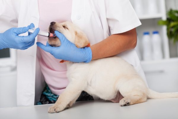 labrador puppy having medication