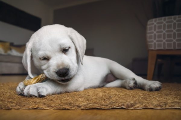 labrador puppy having treats