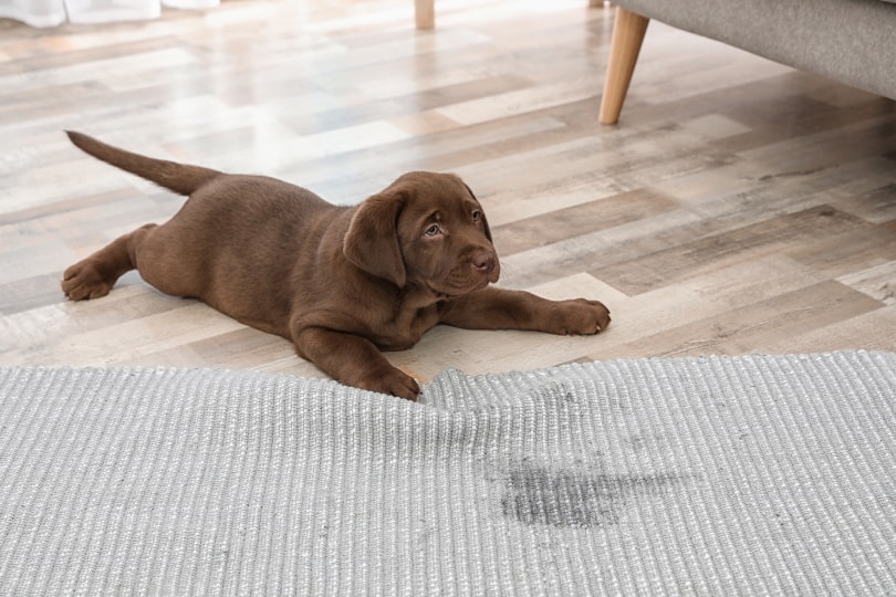 labrador puppy lying near wet spot