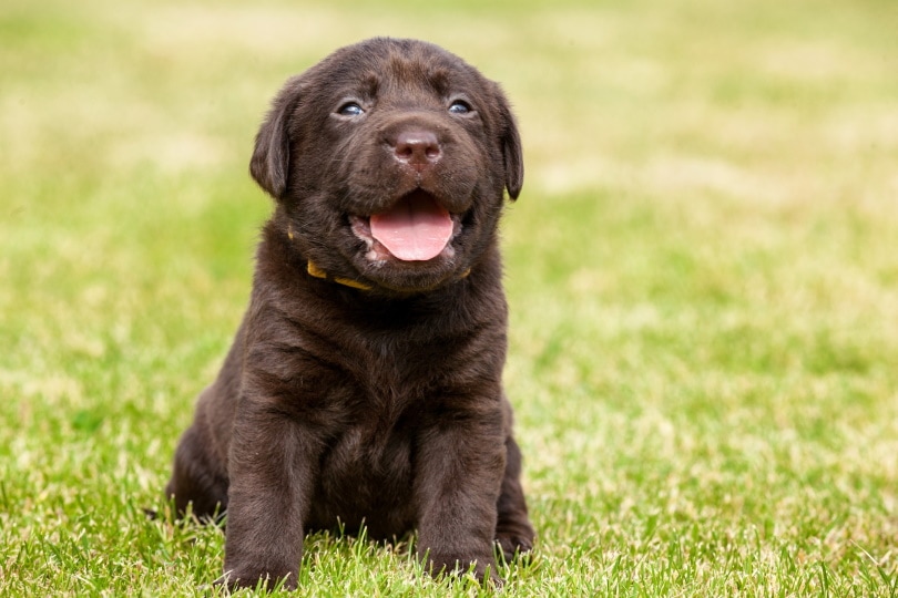 labrador puppy on grass