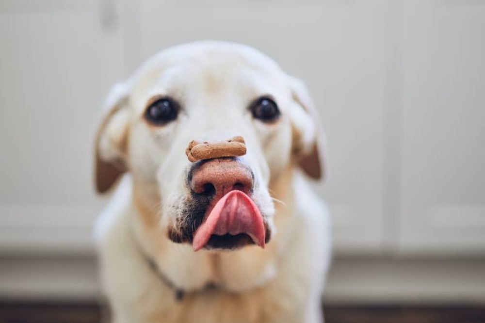 labrador-retriever-dog-biscuit-with-bone-shape-on-his-nose