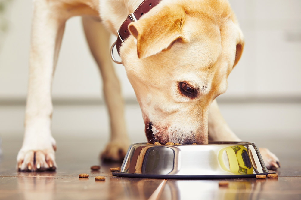 labrador retriever dog eating dry kibble