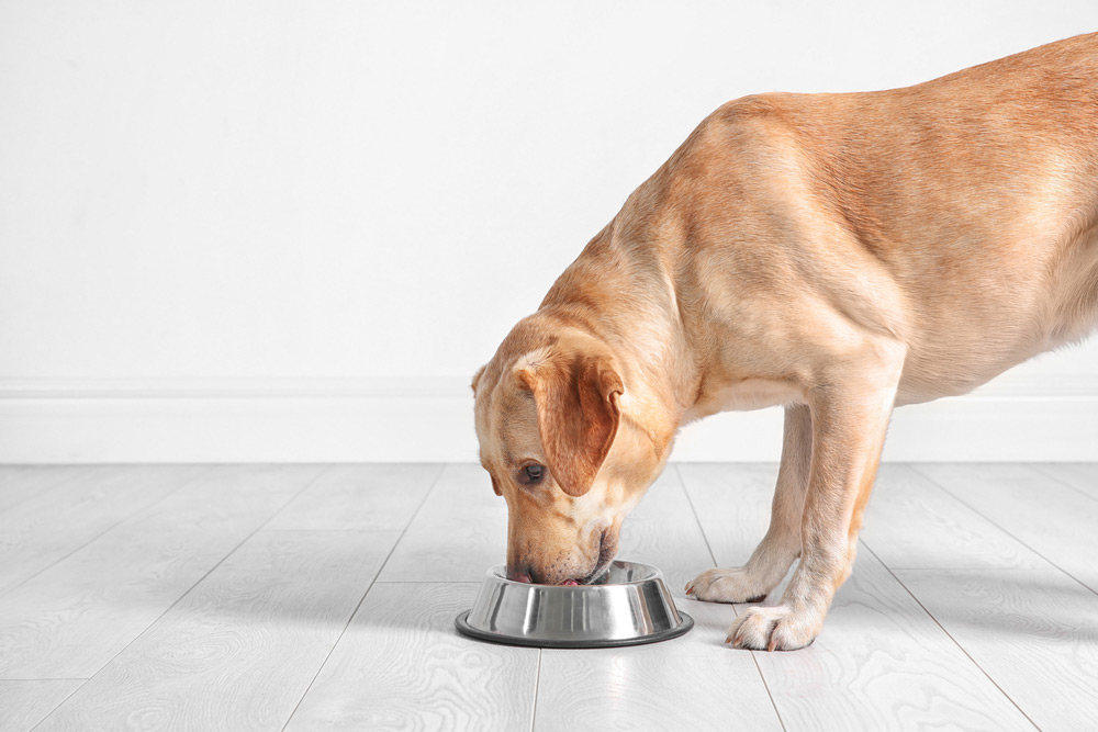labrador retriever dog eating food from metal bowl