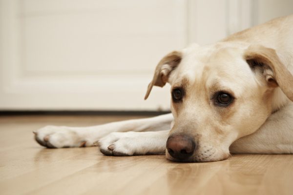 labrador retriever dog lying on the floor looking bored or sad
