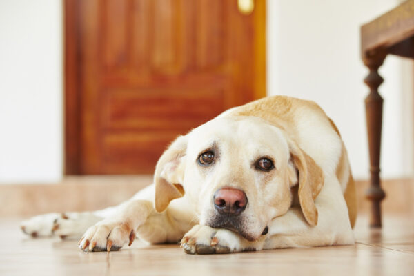 labrador retriever dog lying on the floor looking sad or sick