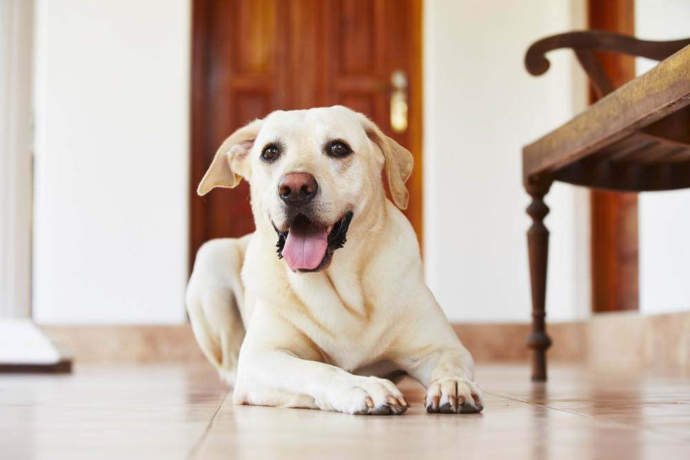 labrador retriever dog lying on the floor